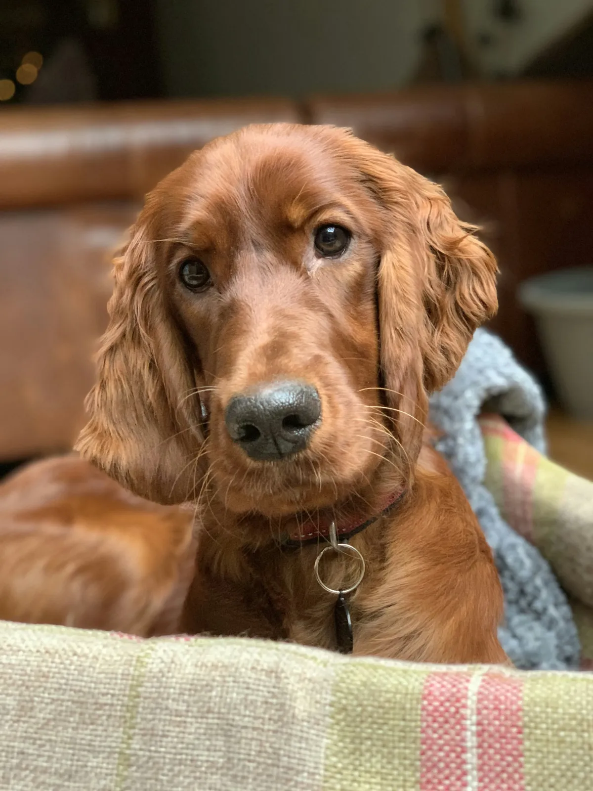 Pet Ecommerce Trends